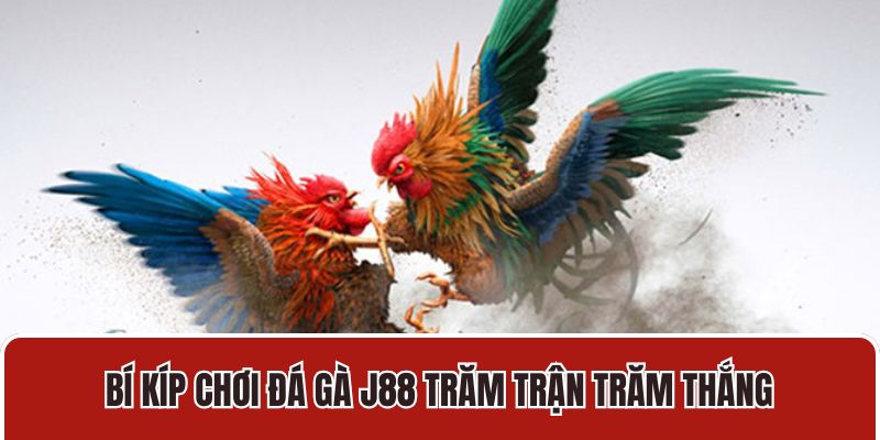 Bí kíp chơi đá gà J88 trăm trận trăm thắng