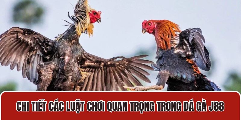 Chi tiết các luật chơi quan trọng trong đá gà J88