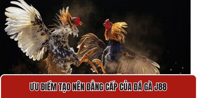 Ưu điểm tạo nên đẳng cấp của đá gà J88