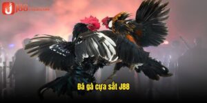 ảnh đại diện đá gà cựa sắt