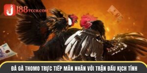 ảnh bìa đá gà thomo trực tiếp